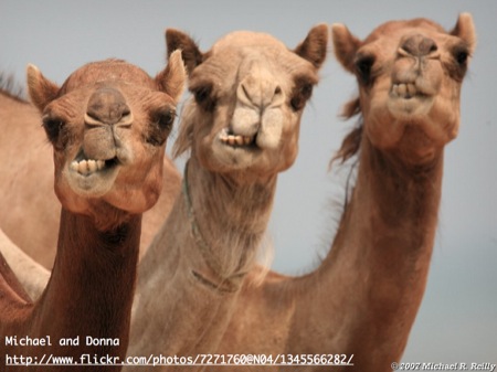 Photo of three camels, from Michael and Donna's Flickr account