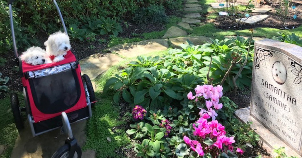 Two dogs in a stroller looking at a gravestone