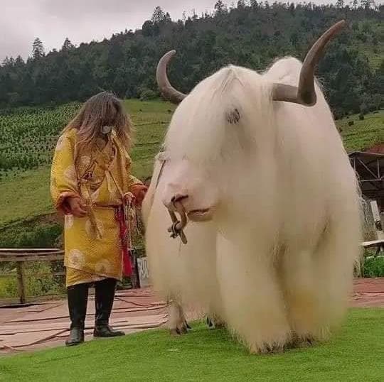 A very beautiful yak