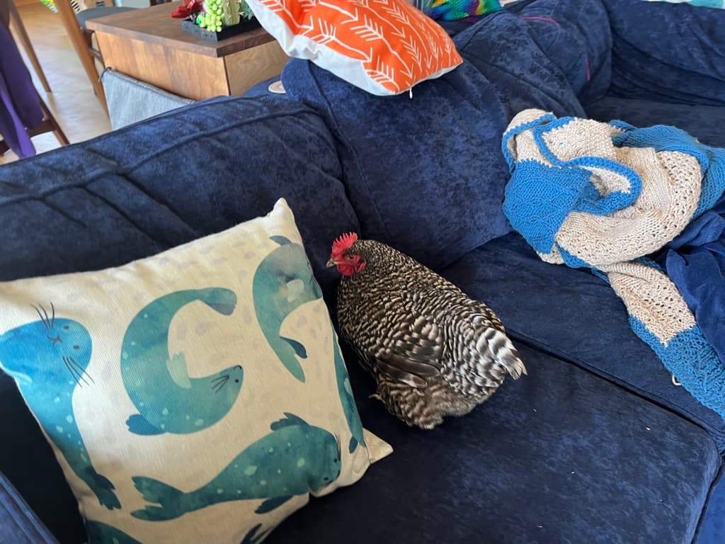 a black and white speckled chicken with a red comb snuggled on a blue sofa next to a cushion with a blue seal pattern and a blue and white knitted blanket