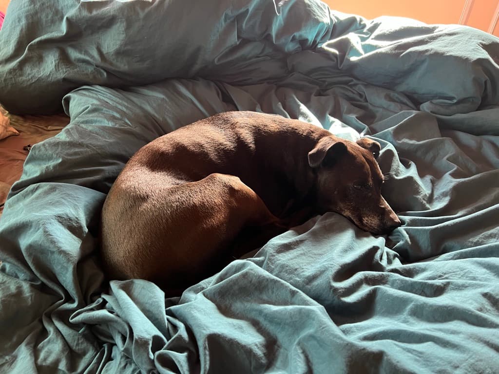 A medium sized black pitbull mix curled up asleep on a green duvet