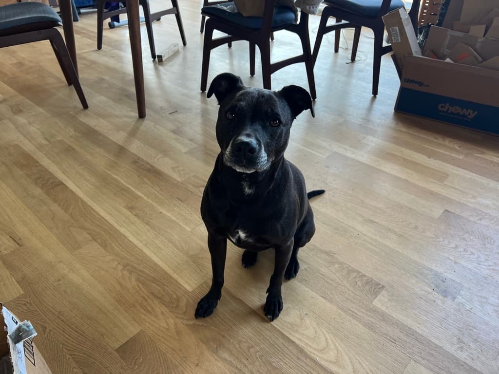 A medium sized black pitbull mix sitting on a hardwood floor