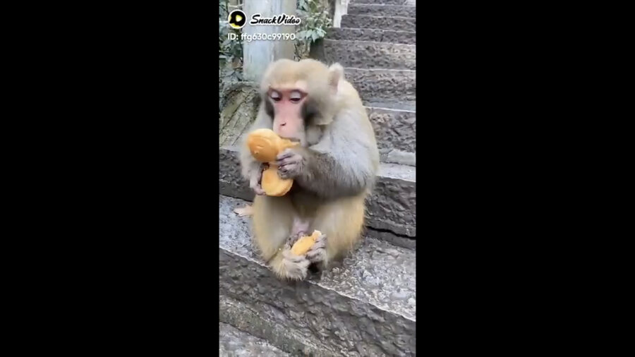 A static frame from a video: a monkey sits on some steps stuffing itself with several pastries. In the longer video the monkey is handed more and more pastries and can't resist trying to hold and eat all of them at once, no matter how many it receives.