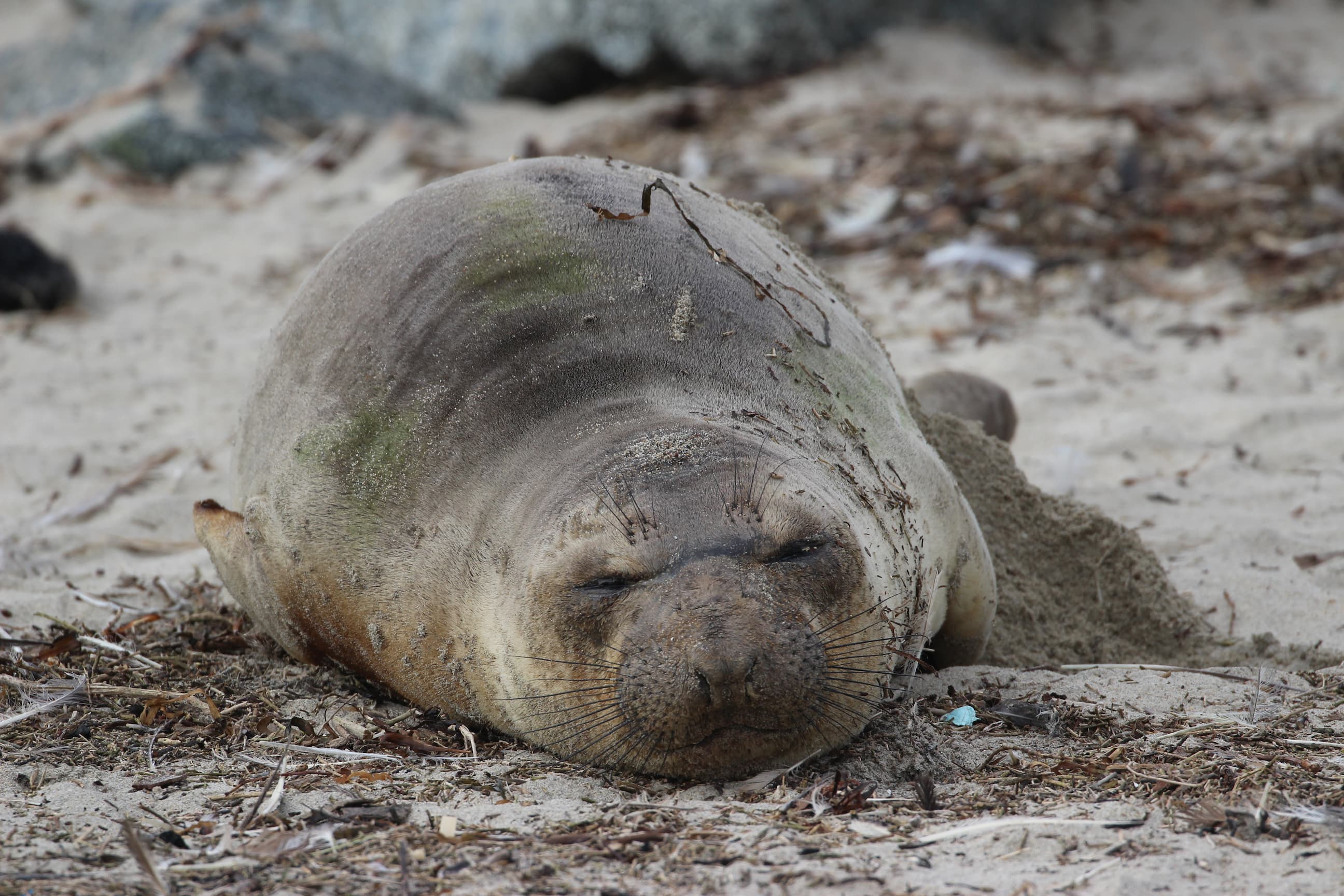 An exceptionally round juvenile elephant seal, asleep on the beach
