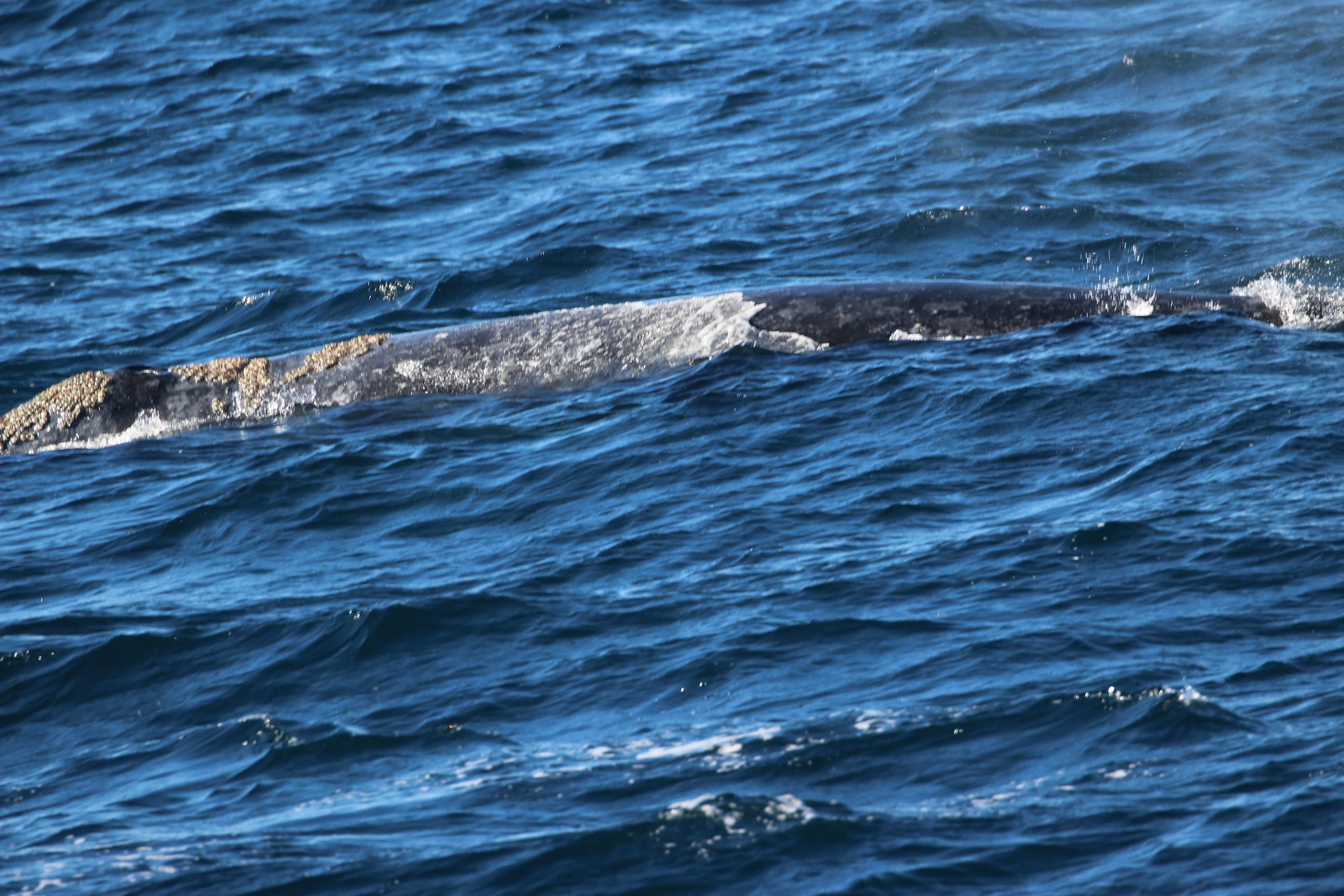 A gray whale in the water