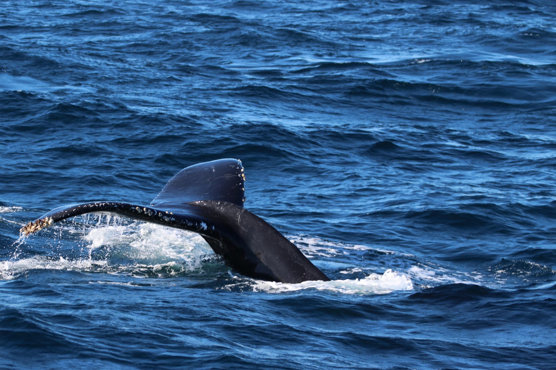 The tail of a humpback whale as it dives down for food