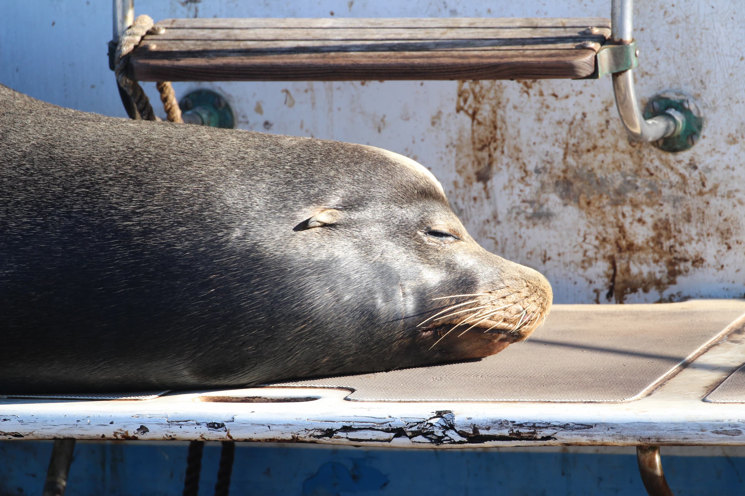 A sleeping sea lion
