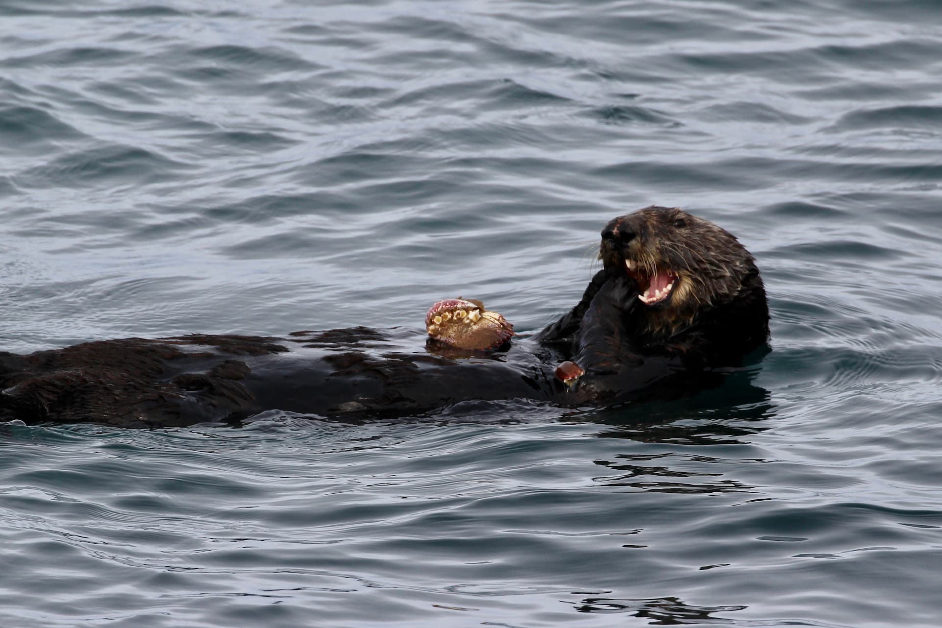 A sea otter floating on its back in the water eating a crab