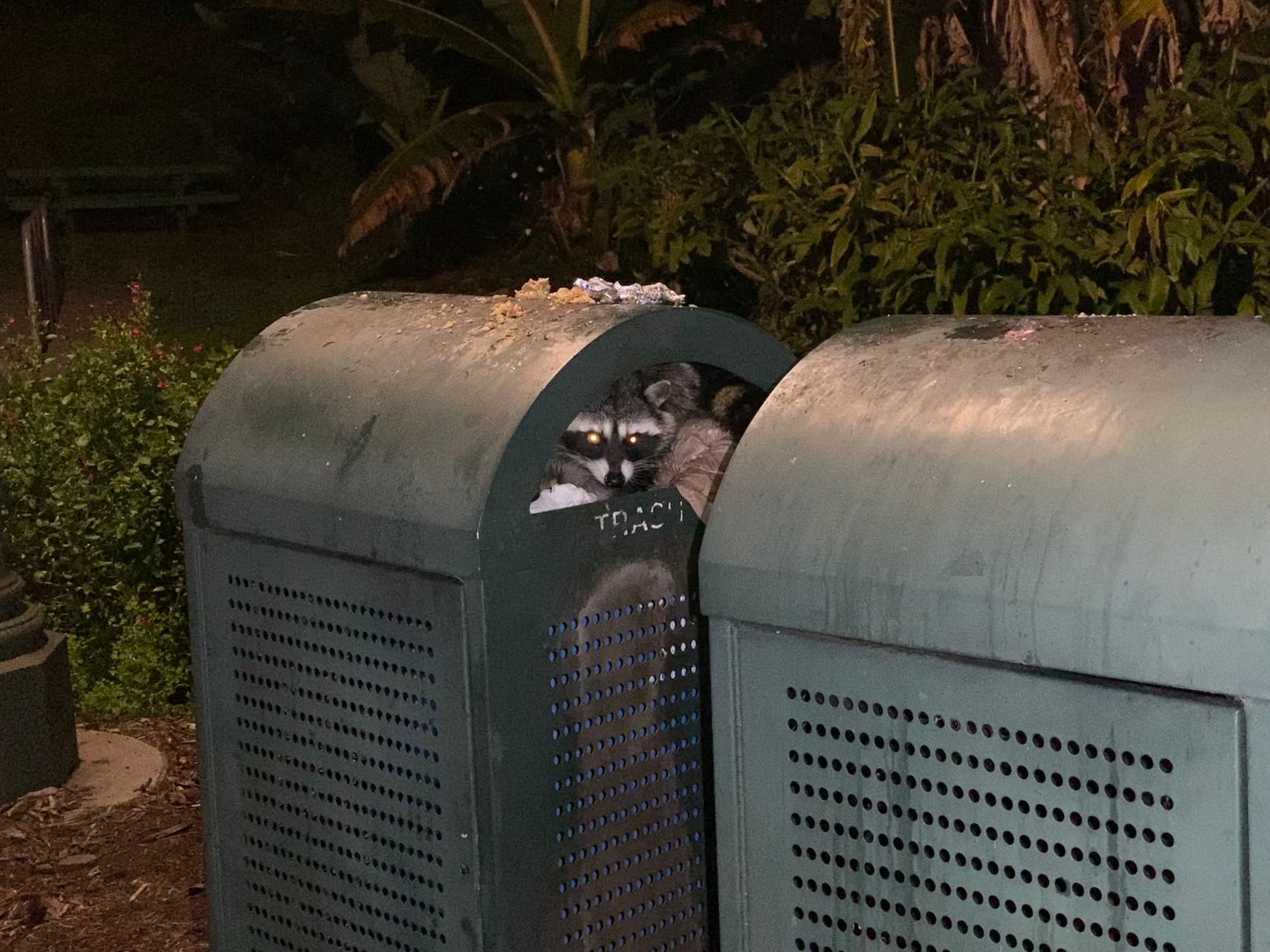 A night time blurry photo of a Raccoon in a trash can. A stencilled label on the bin below the raccoon's face says TRASH