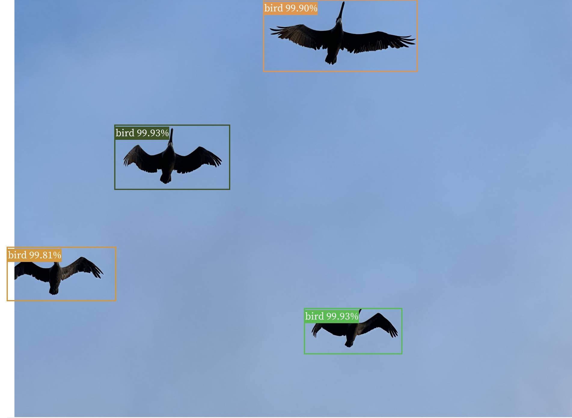 A blue image with four birds flying, each is enclosed in a bounding box labelled bird with a %99.something accuracy label.
