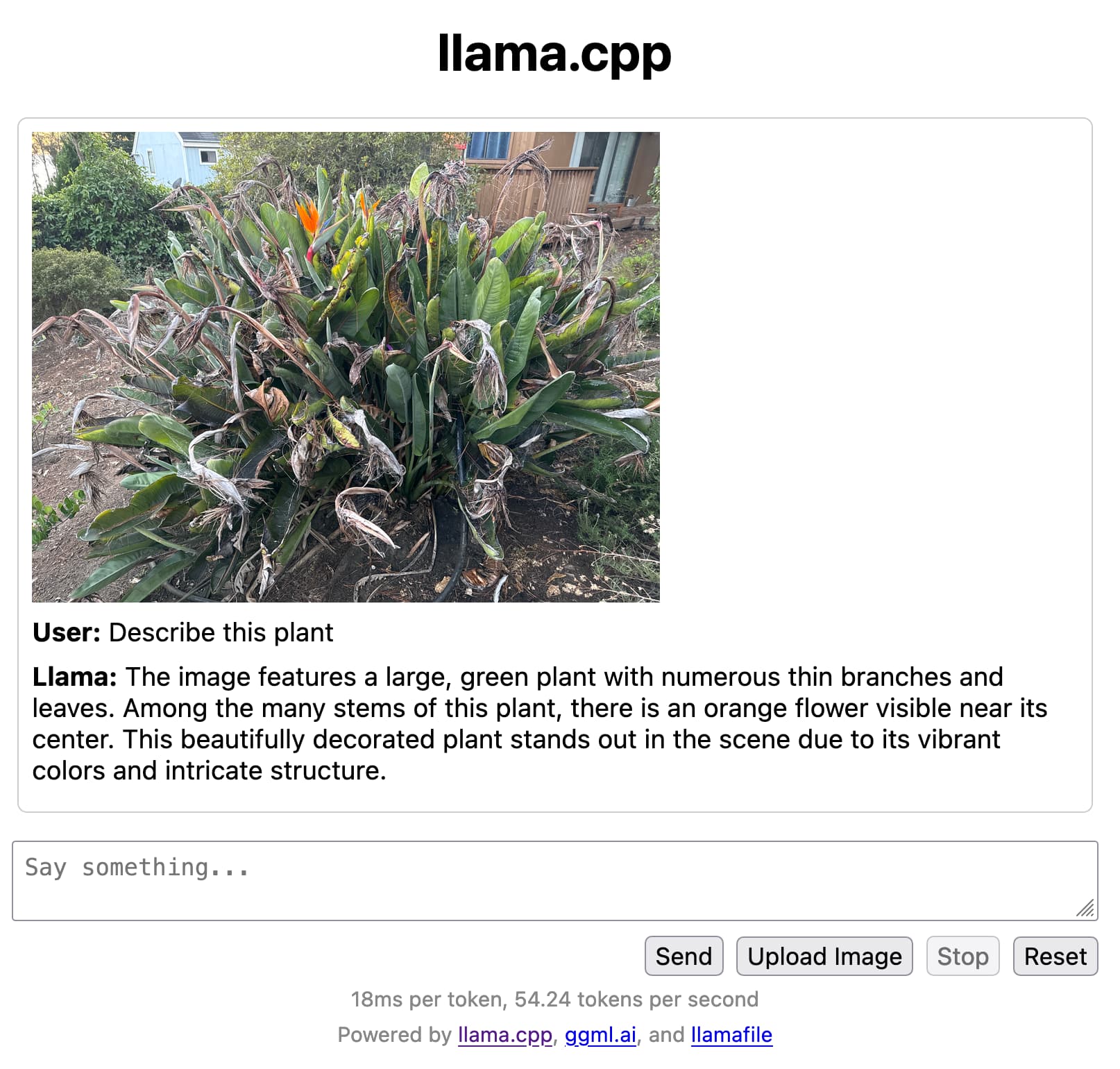 Screenshot. llama.cpp - then a photo I took of a plant  User: Describe this plant  Llama: The image features a large, green plant with numerous thin branches and leaves. Among the many stems of this plant, there is an orange flower visible near its center. This beautifully decorated plant stands out in the scene due to its vibrant colors and intricate structure.  18ms per token, 54.24 tokens per second Powered by llama.cpp, ggml.ai, and llamafile