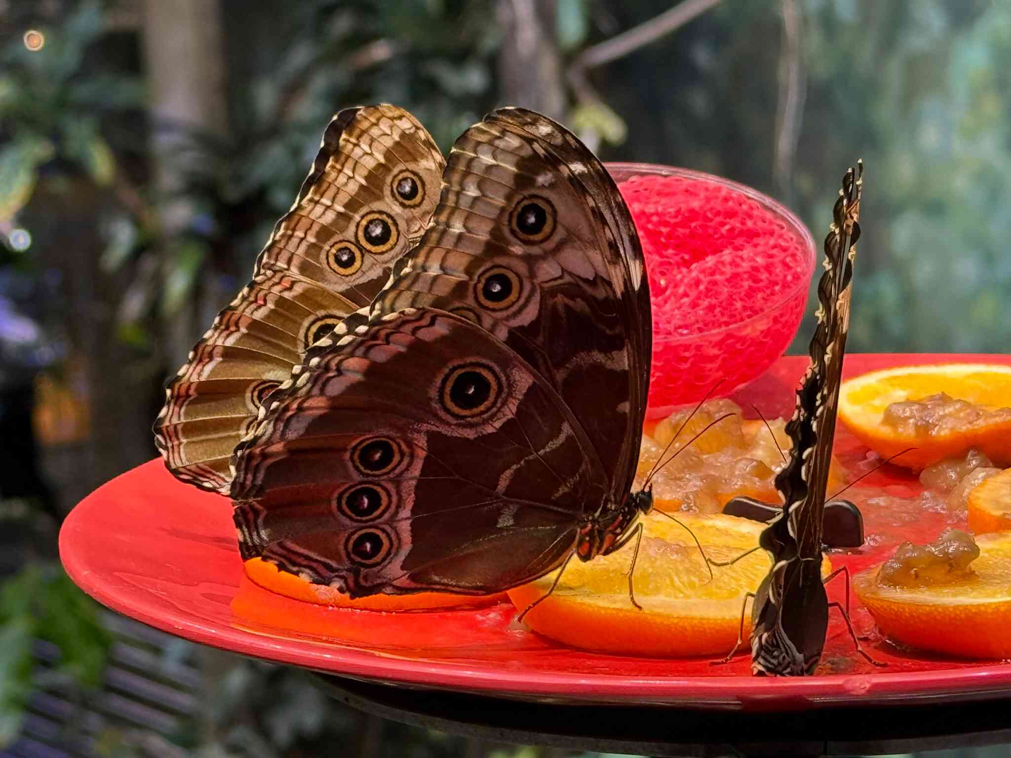 A photo of two butterflies feeding on a red tray