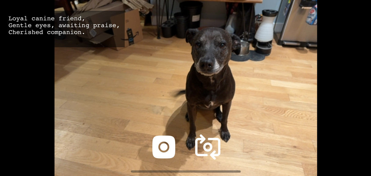 Screenshot of the app - Cleo the dog sits patiently on the floor, a haiku reads Loyal canine friend, Gentle eyes, awaiting praise Cherished companion - buttons are visible for taking the photo and switching the camera