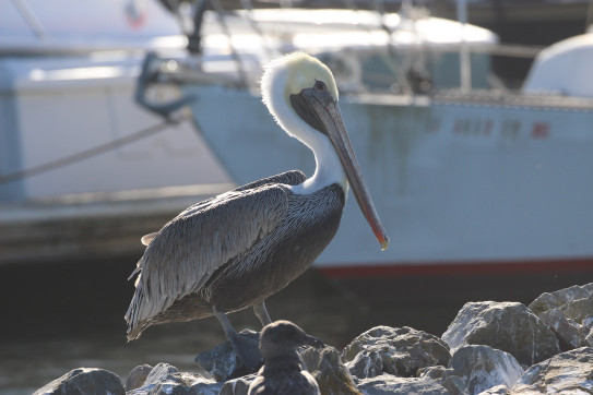 A photograph of a fine looking pelican in the marina