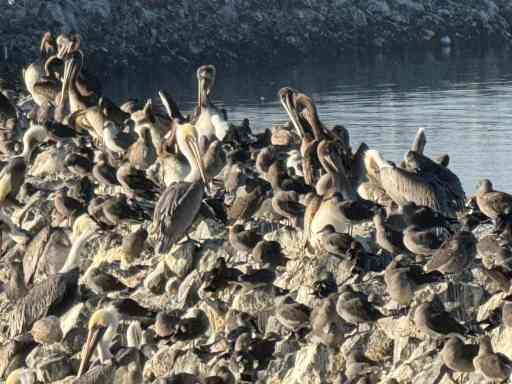 A photo I took of some pelicans