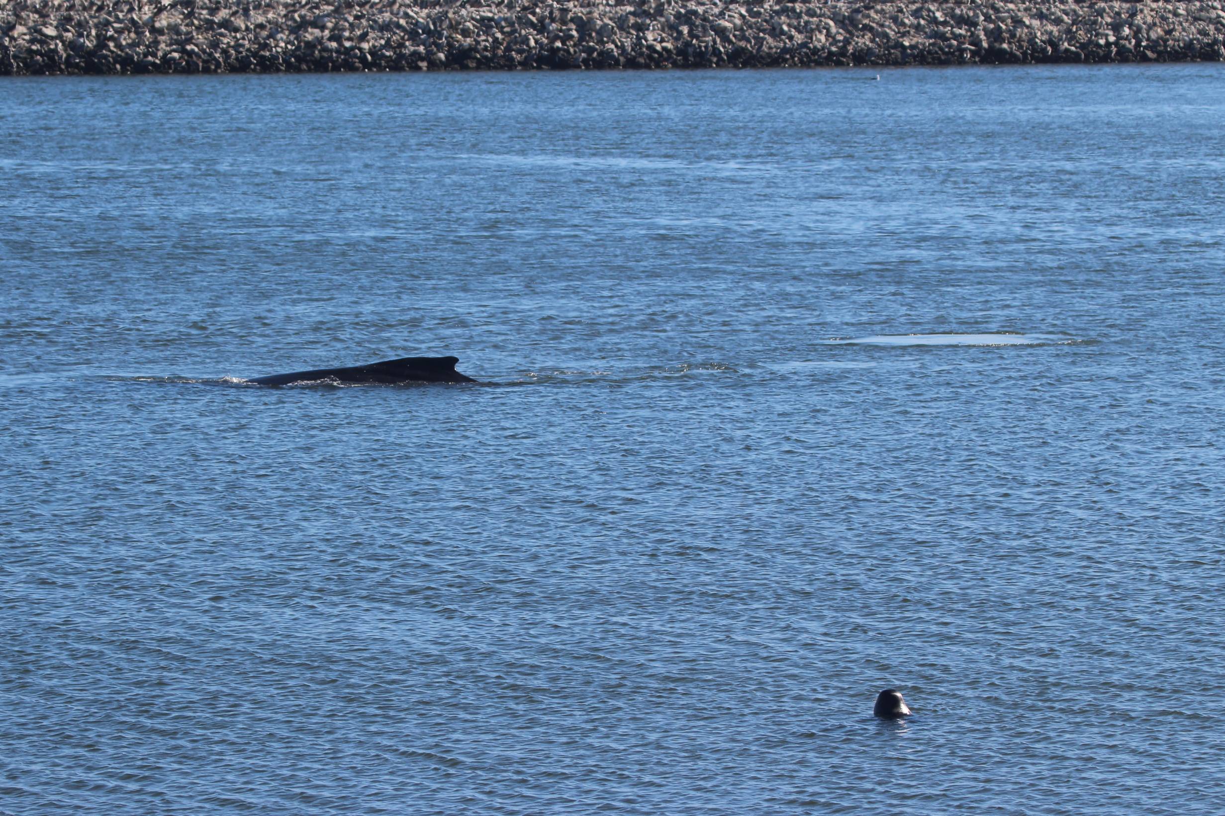 A cheeky harbor seal pops its head out of the water to look at Teresa