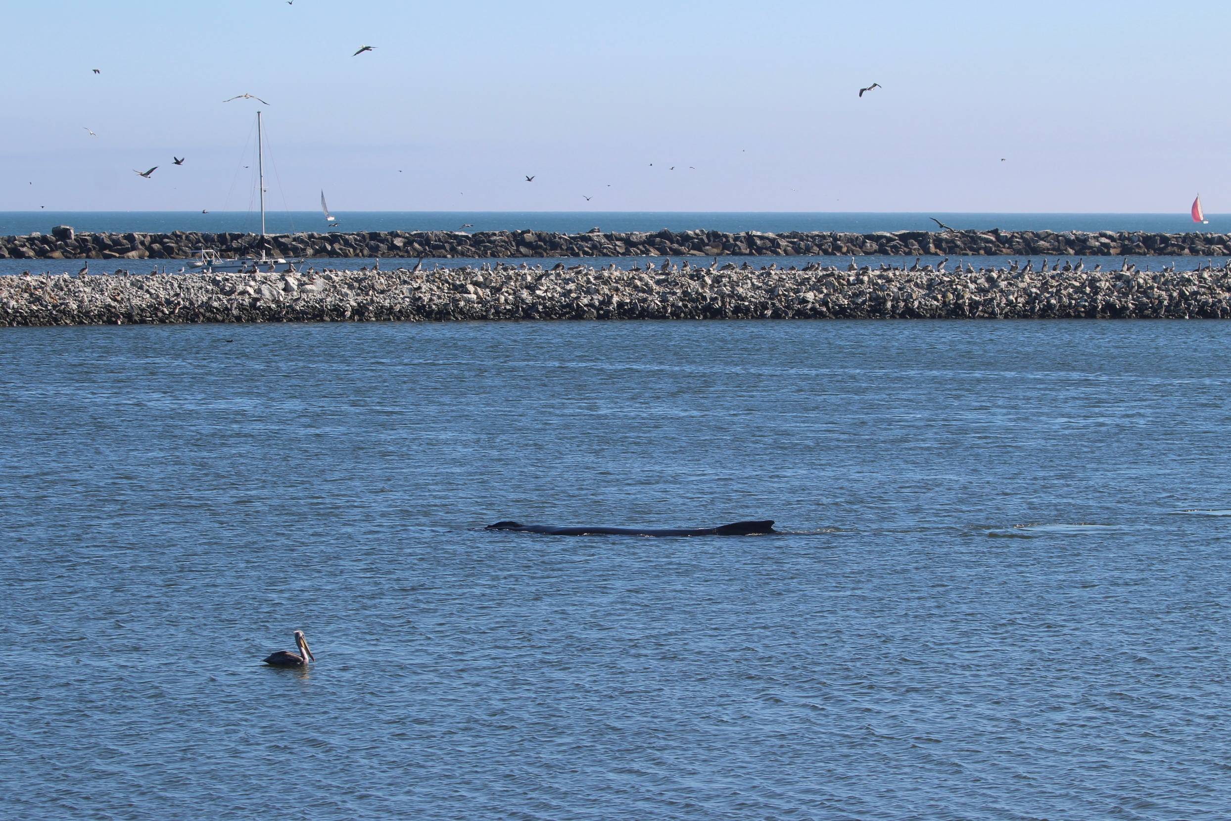 Visit Teresa T is name of the whale in Pillar Point Harbor near Half Moon Bay