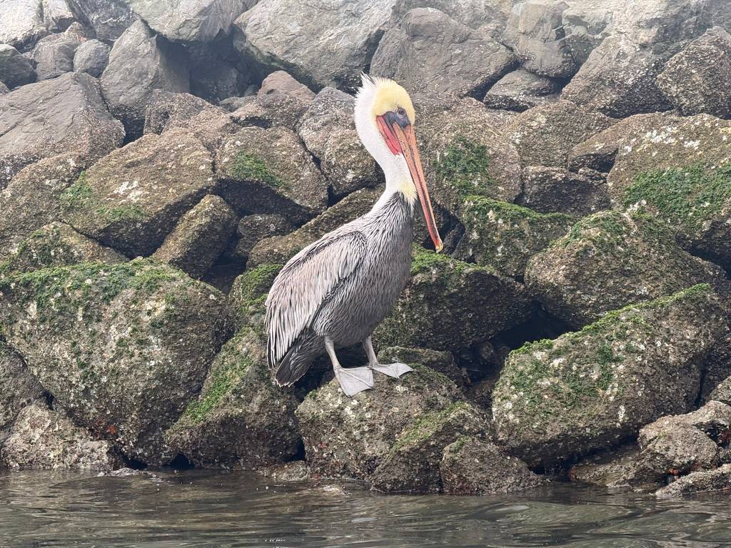 A glorious California brown pelican perched on a rock by the water. It has a yellow tint to its head and a red spot near its throat.
