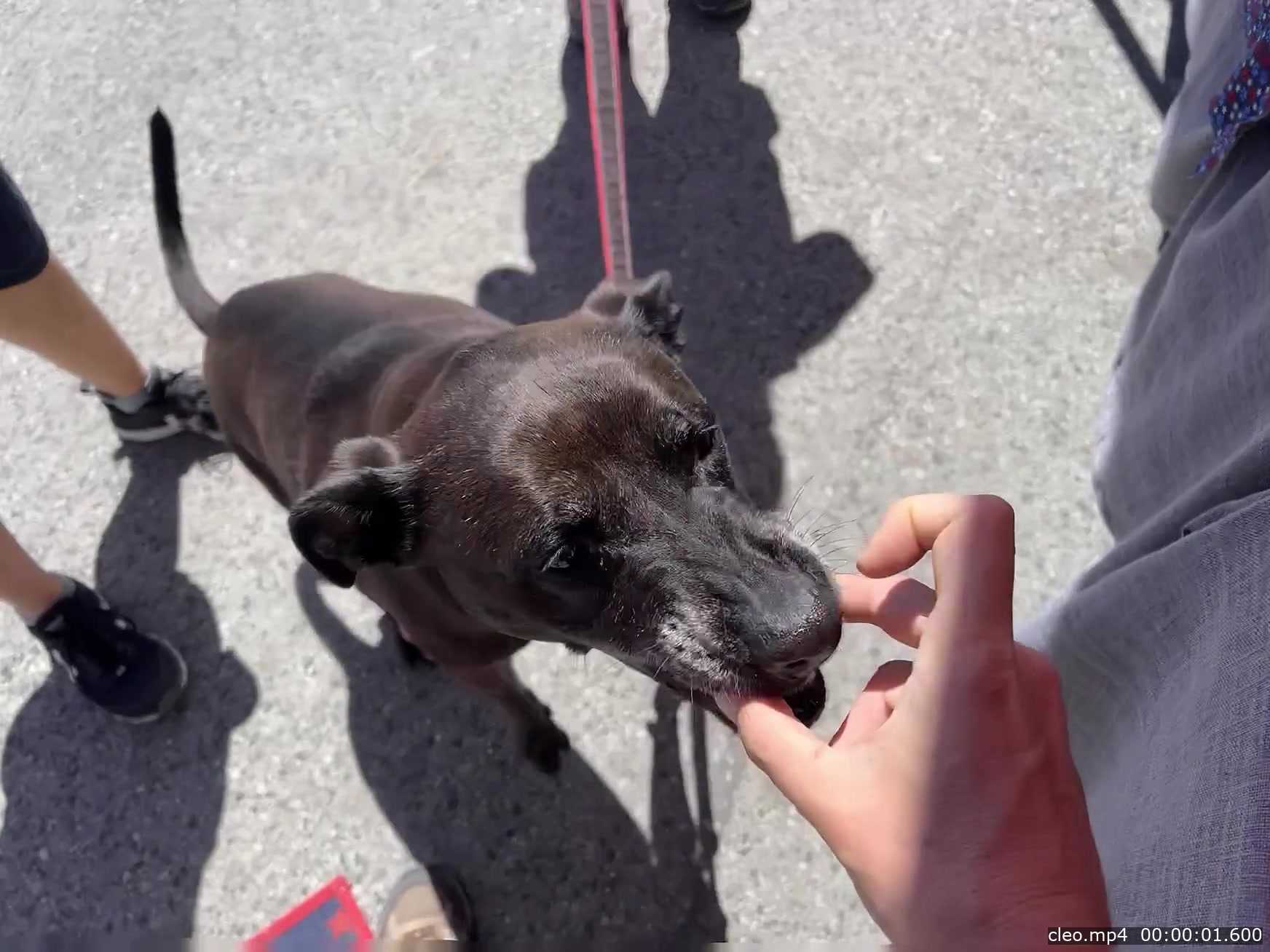 Cleo taking a treat from my fingers, in the bottom right corner is an overlay t hat says cleo.mp4 00:00:01.600