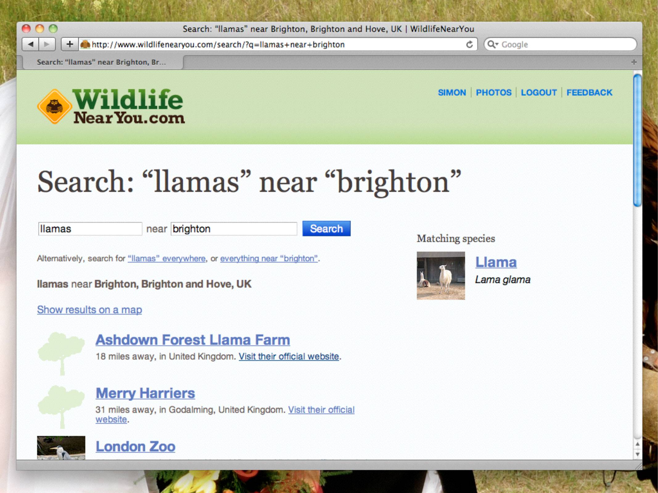 Search "llamas" near "brighton" - shows Ashdown Forest Llama Farm.