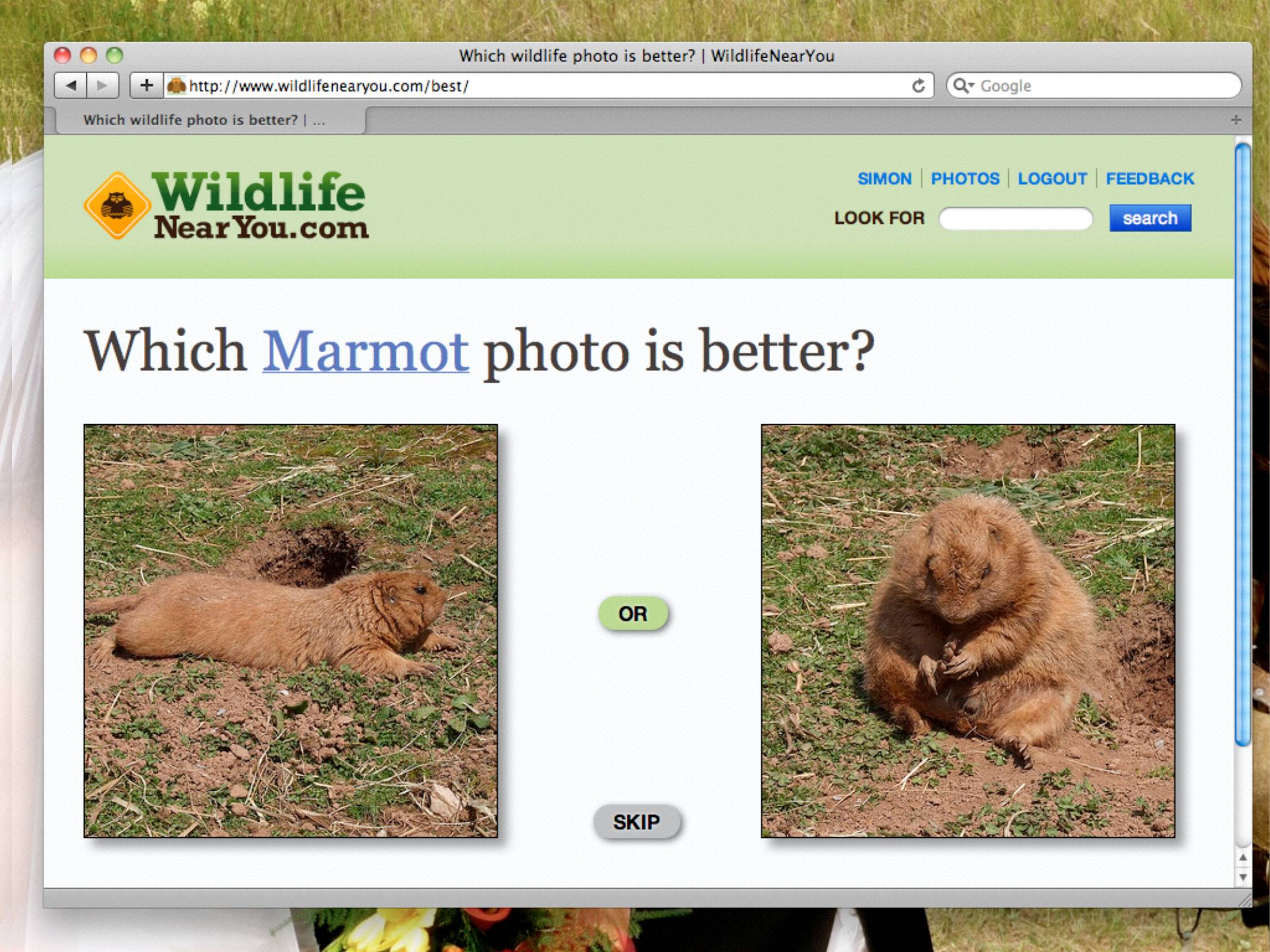 Which Marmot photo is better?

Two marmot photos - you can select one or the other or click "skip".