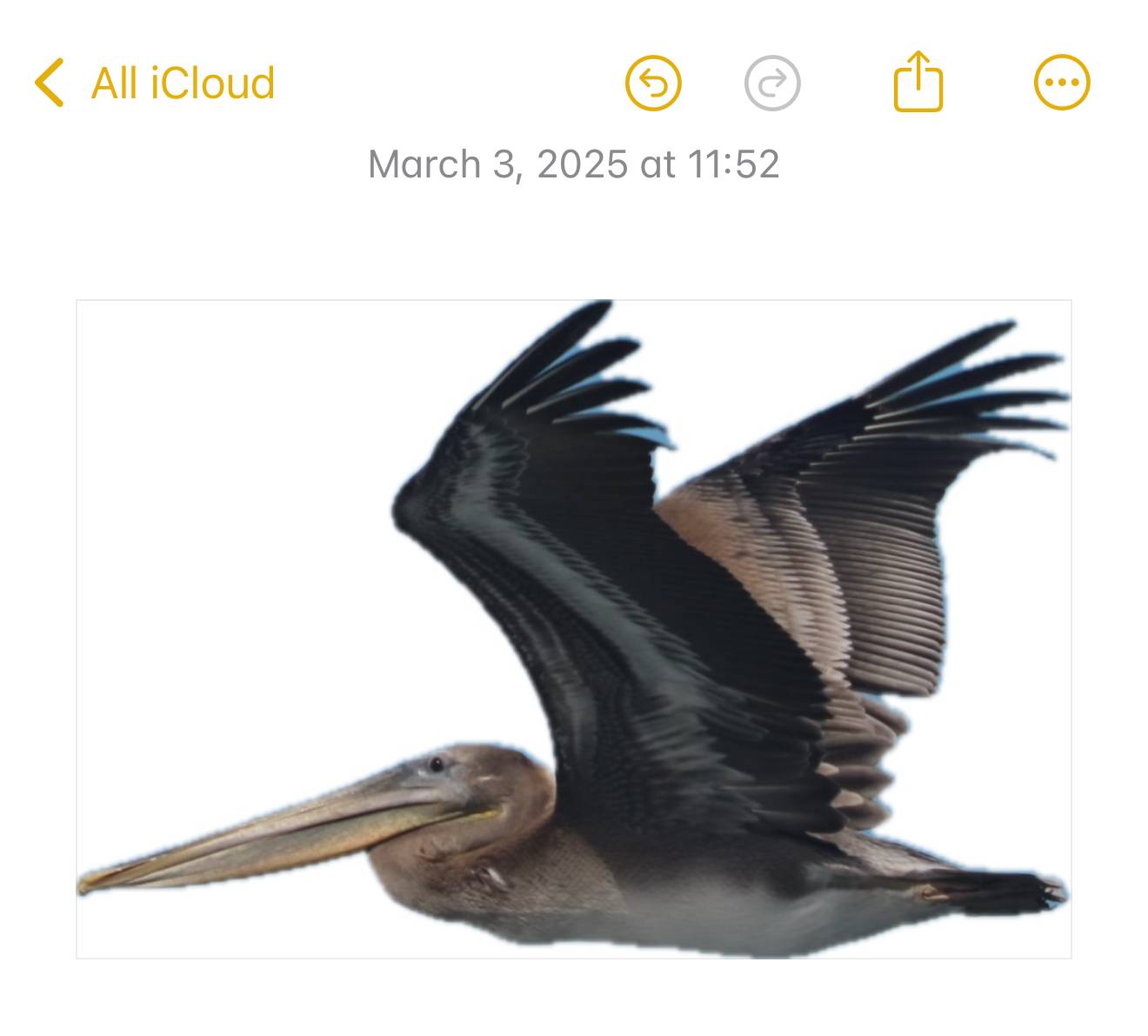 Screenshot of iOS notes - just the first pelican is in the note, with a white background instead of the sky