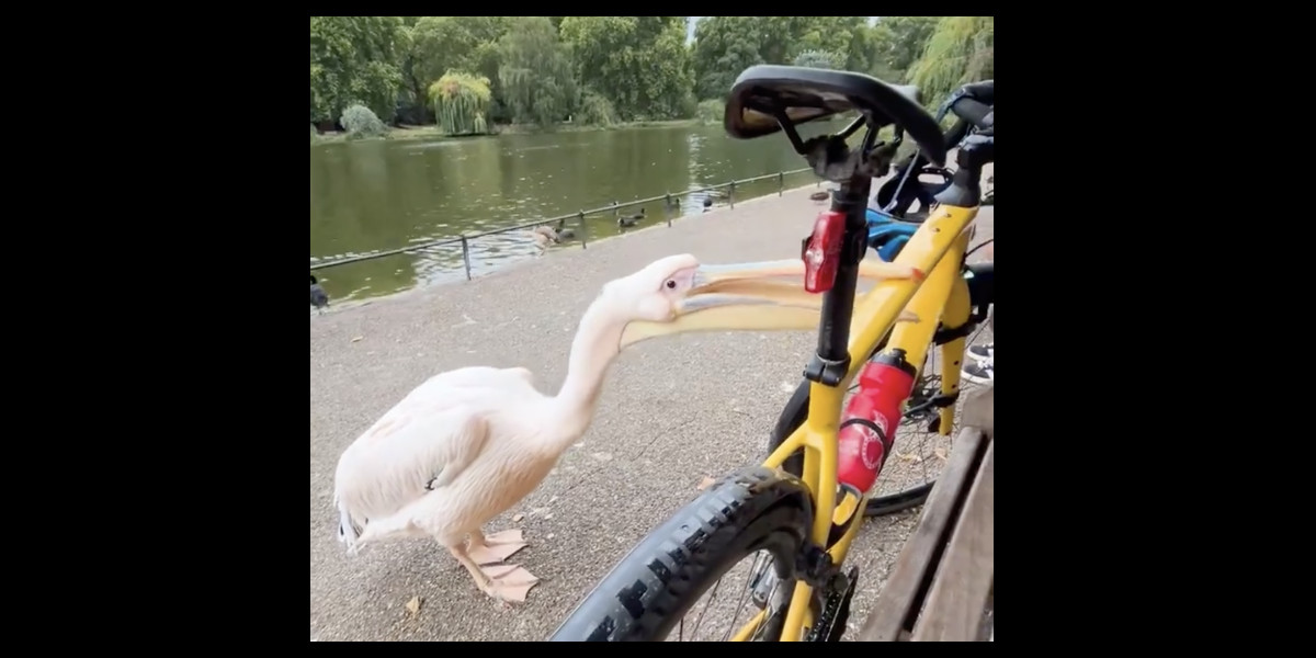 Frame from the video. A beautiful large white pelican has its beak around the top part of the bicycle frame.