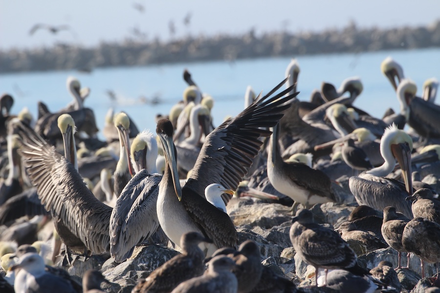Pelicans on a rock