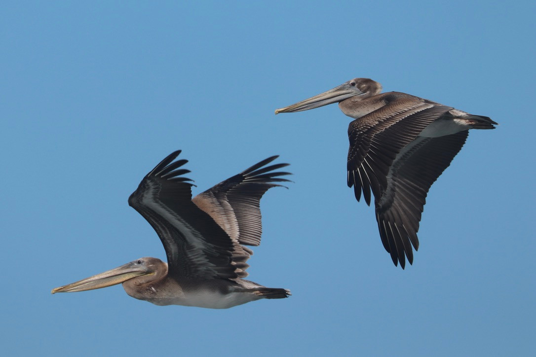 Two pelicans flying against a blue sky 