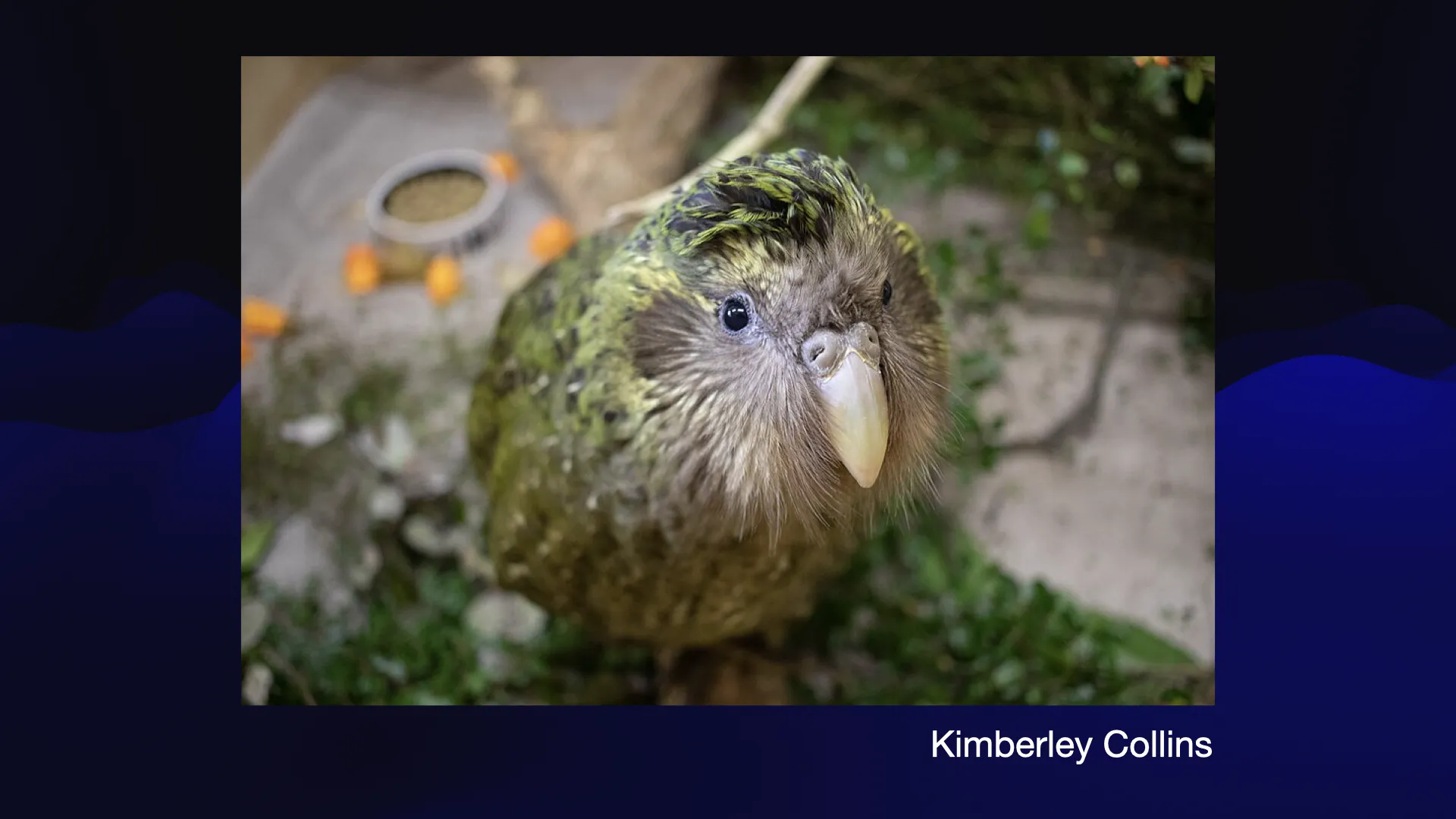 A photograph of a beautiful green New Zealand parrot. Photo credit Kimberley Collins.