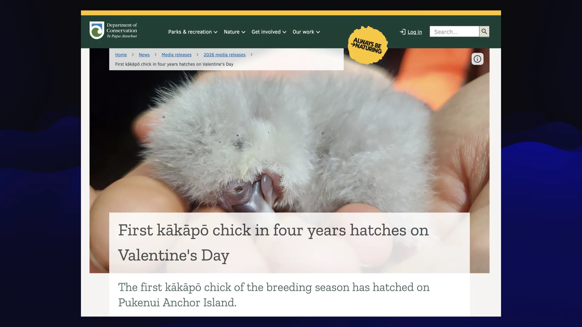 Headline on New Zealand's Department of Conservation website:  First kakapo chick in four years hatches on Valentine's Day. It's a grey fluffy ball.