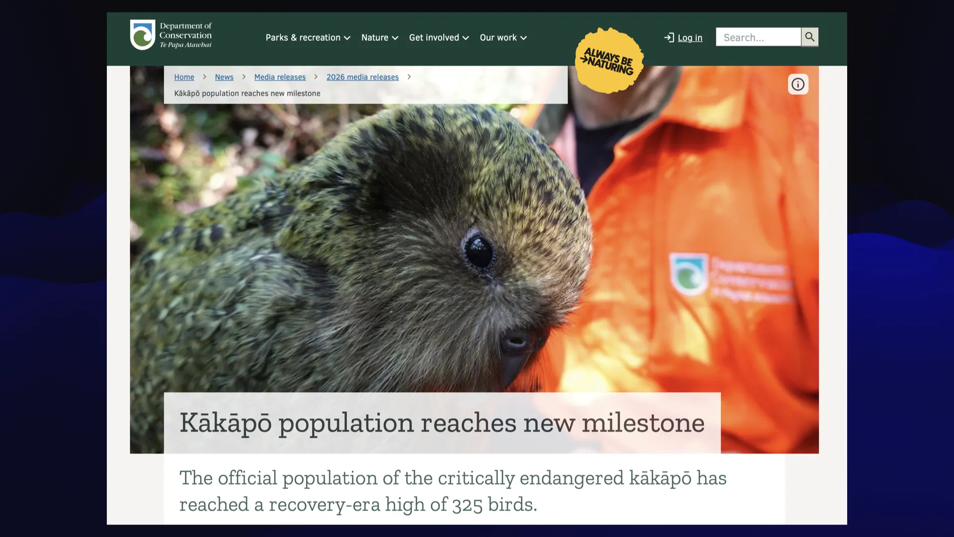 Kakapo population reaches new milestone The official population of the critically endangered kakapo has reached a recovery-era high of 325 birds. 