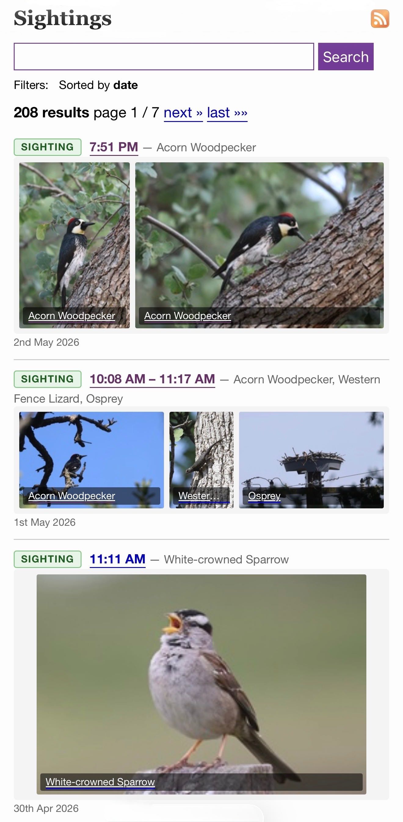 Screenshot of a "Sightings" webpage with a search bar and RSS icon, showing "Filters: Sorted by date" and "208 results page 1 / 7 next » last »»". First entry: SIGHTING 7:51 PM — Acorn Woodpecker, with two photos labeled "Acorn Woodpecker" of black and white woodpeckers with red caps on tree branches, dated 2nd May 2026. Second entry: SIGHTING 10:08 AM – 11:17 AM — Acorn Woodpecker, Western Fence Lizard, Osprey, with three photos labeled "Acorn Woodpecker" (bird on bare branches against blue sky), "Wester..." (lizard on tree bark), and "Osprey" (nest on a utility pole), dated 1st May 2026. Third entry: SIGHTING 11:11 AM — White-crowned Sparrow, with a photo labeled "White-crowned Sparrow" of a sparrow with black and white striped head singing with open beak, dated 30th Apr 2026.