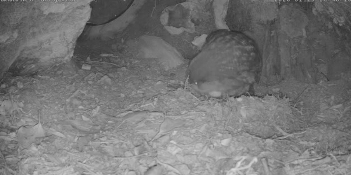 Kākāpō Cam: Rakiura live stream