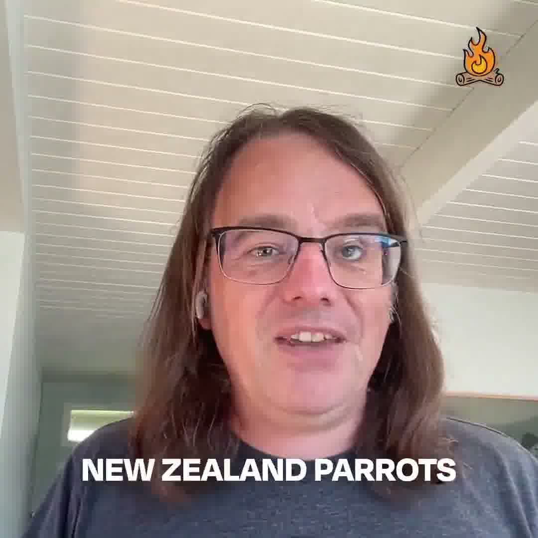 Kākāpō parrots