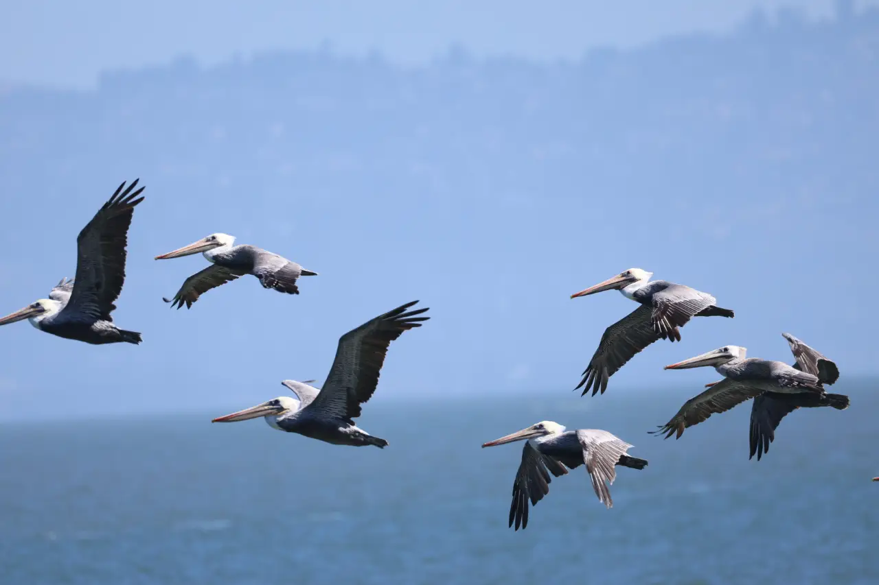 A flock of brown pelicans flies low over the water, wings spread against a clear blue sky.