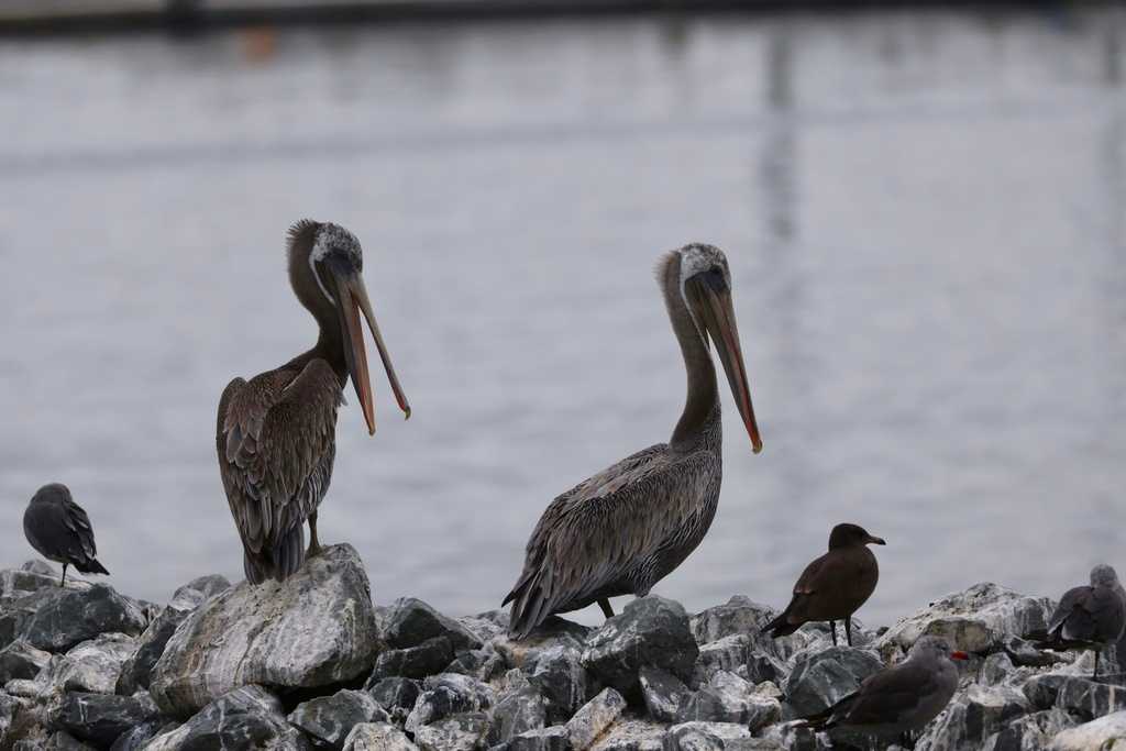 Two pelicans on some rocks